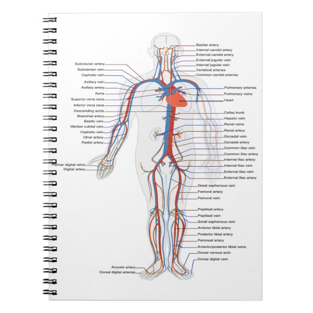 Human Anatomy &  Circulation Customized Notebook (Front)