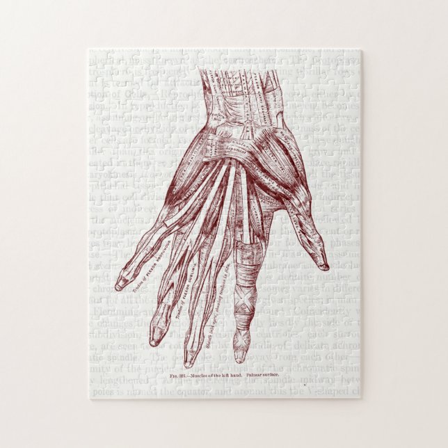 Human Anatomy Hand Muscles Red Jigsaw Puzzle (Vertical)