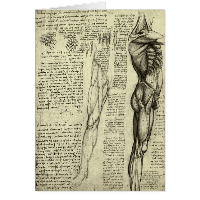 Human Anatomy Male Muscles by Leonardo da Vinci (Front)