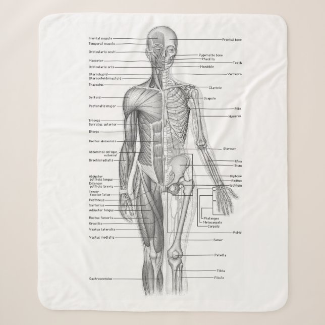 Human Anatomy Medical Chart Sherpa Blanket (Front)