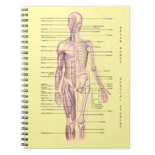 Human Anatomy Medical Diagram Personalized School Notebook