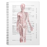 Human Anatomy Medical Diagram Personalized School