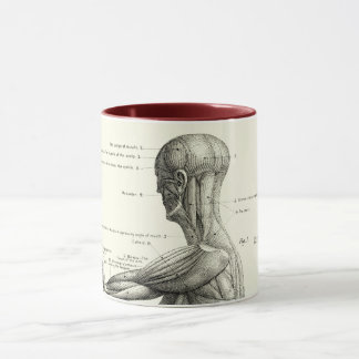 Human anatomy, muscles of the human body mug