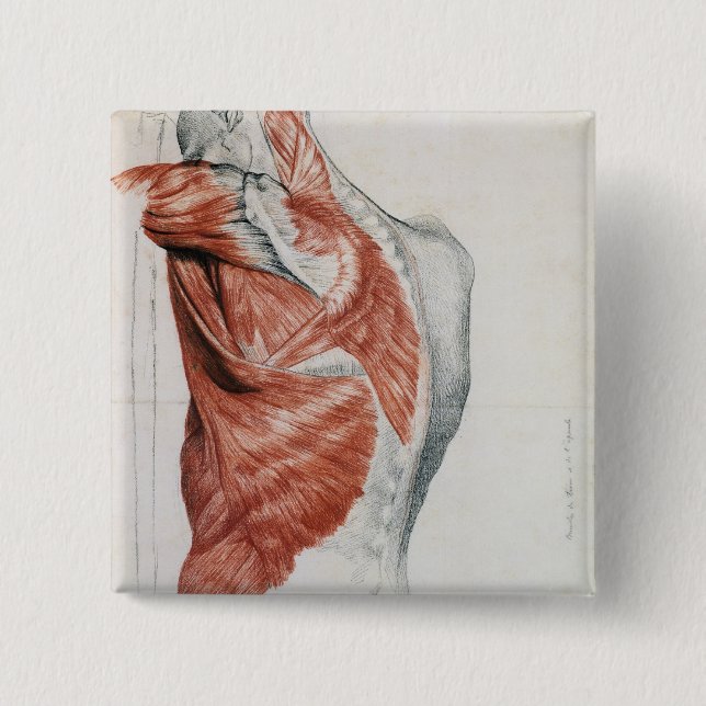 Human Anatomy; Muscles of the Torso and Shoulder 2 Inch Square Button (Front)