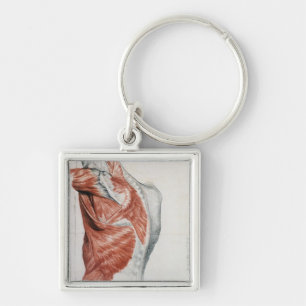 Human Anatomy; Muscles of the Torso and Shoulder Keychain