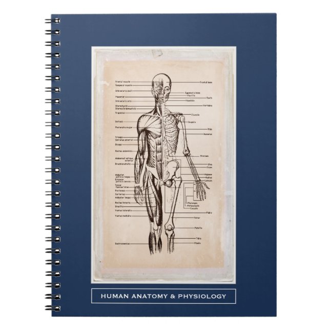 Human Anatomy & Physiology Customized Notebook (Front)