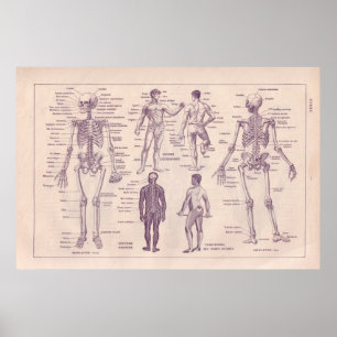 Human Anatomy Poster