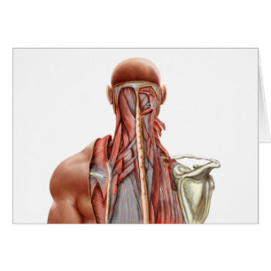 Human Anatomy Showing Deep Muscles In The Neck