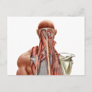 Human Anatomy Showing Deep Muscles In The Neck Postcard