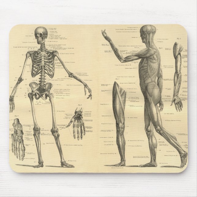 Human Anatomy Skeleton and muscles of the body Mouse Pad (Front)