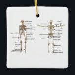 Human Anatomy Skeleton medical diagram labelled Ceramic Ornament<br><div class="desc">Human Anatomy Skeleton medical diagram labelled Ceramic Ornament,  To see more medical gifts like this type   medgifts101   into search bar.</div>
