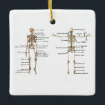 Human Anatomy Skeleton medical diagram labelled Ceramic Ornament<br><div class="desc">Human Anatomy Skeleton medical diagram labelled Ceramic Ornament,  To see more medical gifts like this type   medgifts101   into search bar.</div>