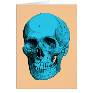 Human Anatomy Skull