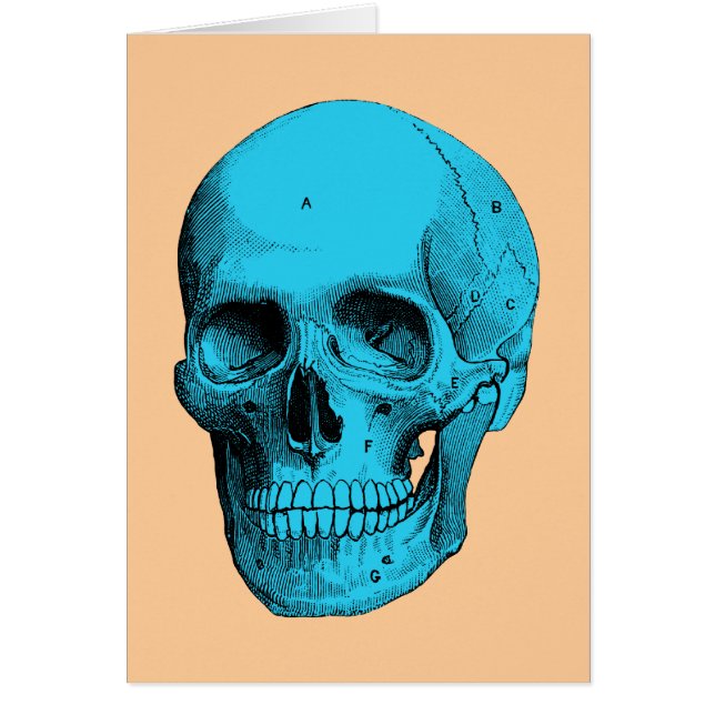 Human Anatomy Skull (Front)