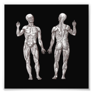 Human Anatomy - The Muscular System Photo Print