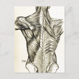 Human Anatomy Vintage Art Back Muscles (1890) Postcard