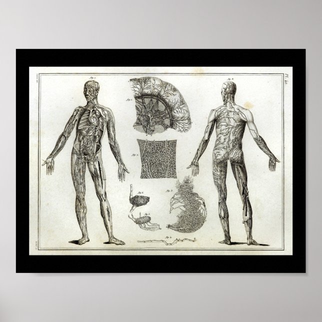 Human Arteries Anatomy Vintage Print (Front)