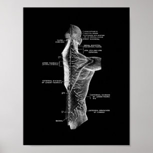 Human Back Anatomy in Black and White Print