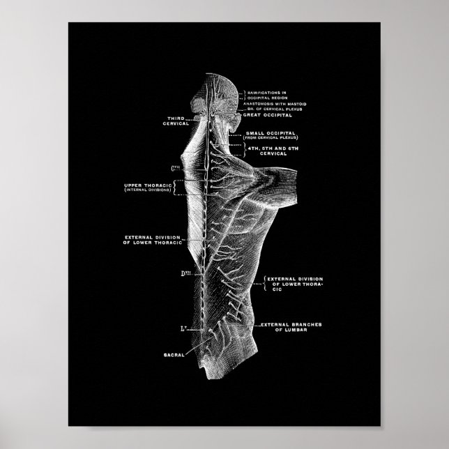 Human Back Anatomy in Black and White Print (Front)
