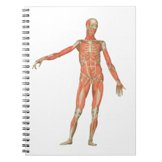 human body anatomy notebook