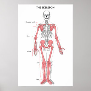 Human Body Anatomy Skeleton Anatomical Bone Chart