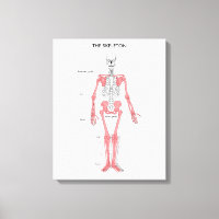 Human Body Anatomy Skeleton Anatomical Bone Chart 