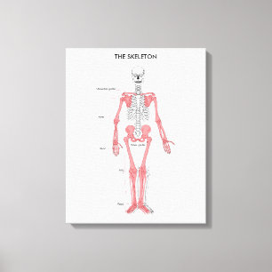 Human Body Anatomy Skeleton Anatomical Bone Chart Canvas Print