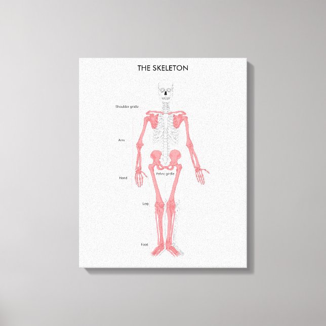 Human Body Anatomy Skeleton Anatomical Bone Chart  Canvas Print (Front)