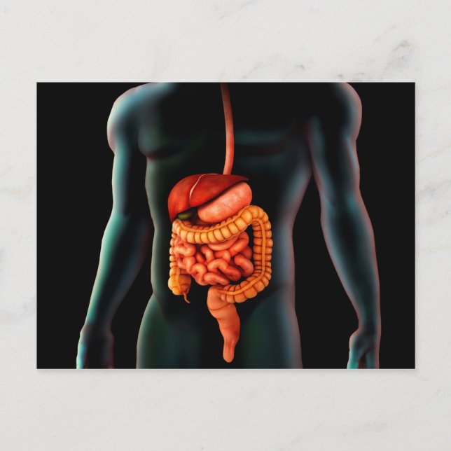 Human Body And Digestive System Postcard (Front)