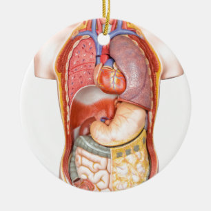 Human body model with organs isolated on white ceramic ornament