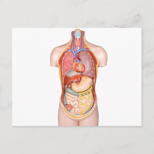 Human body model with organs isolated on white postcard (Front)
