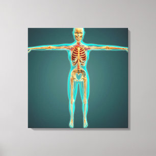 Human Body Showing Skeletal System, Arteries 1 Canvas Print