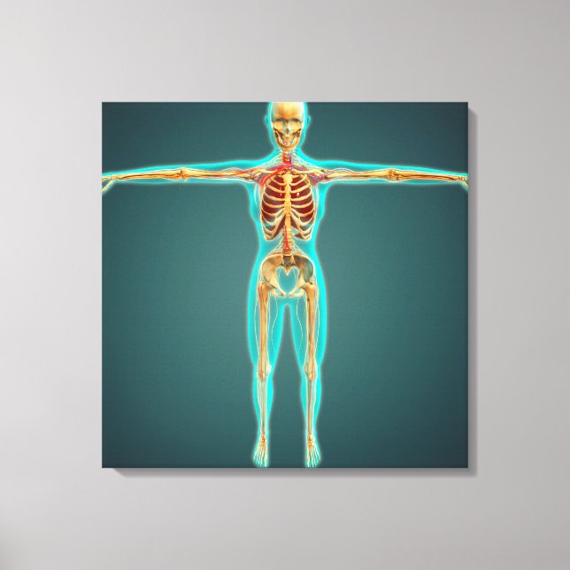 Human Body Showing Skeletal System, Arteries 1 Canvas Print (Front)