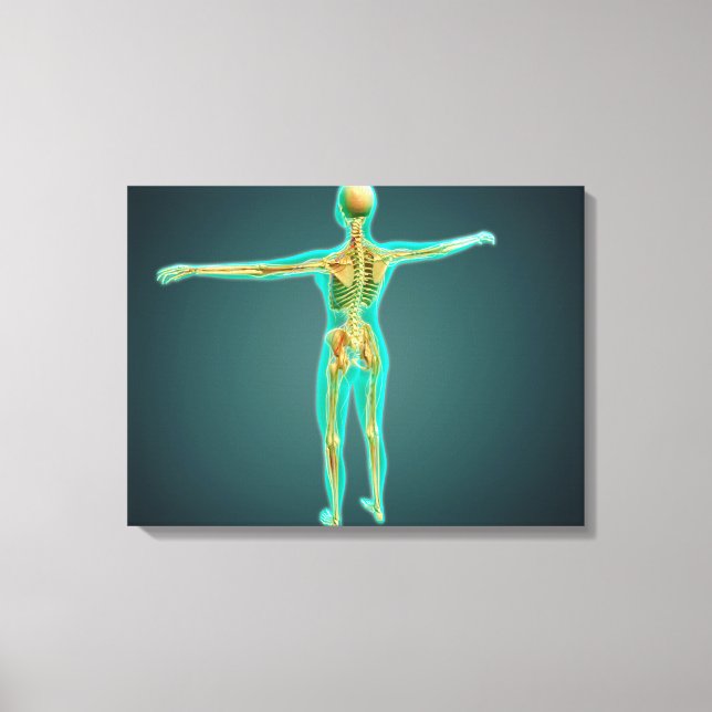 Human Body Showing Skeletal System, Arteries 2 Canvas Print (Front)