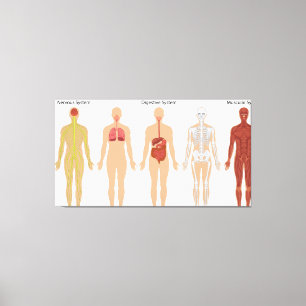 Human body systems canvas print