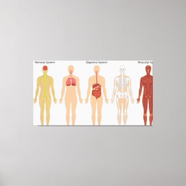 Human body systems   canvas print (Front)