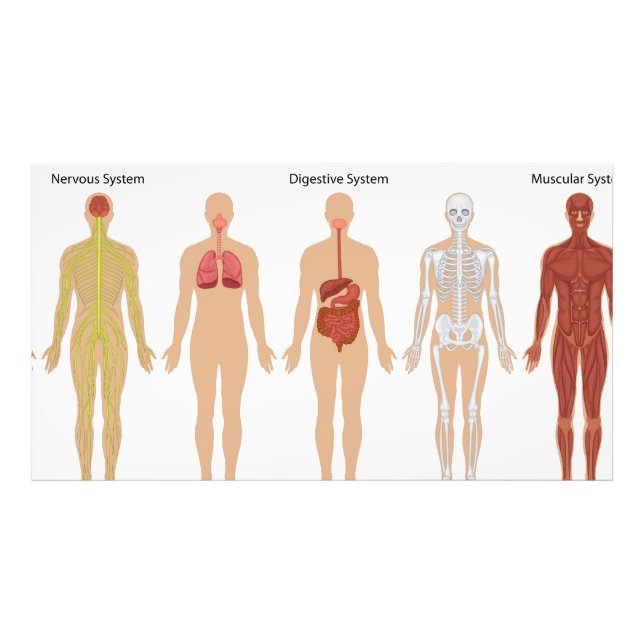Human body systems   photo print (Front)