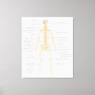 Human Body's Nervous System Body Diagram Chart Canvas Print