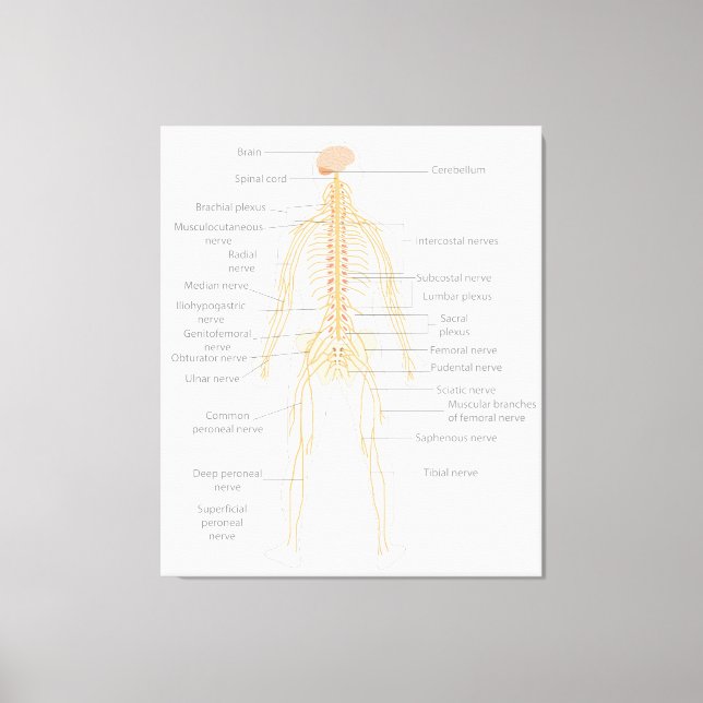 Human Body's Nervous System Body Diagram Chart  Canvas Print (Front)