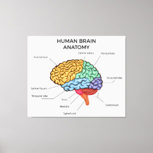 Human Brain Anatomy   Canvas Print