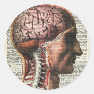 Human Brain Anatomy Classic Round Sticker