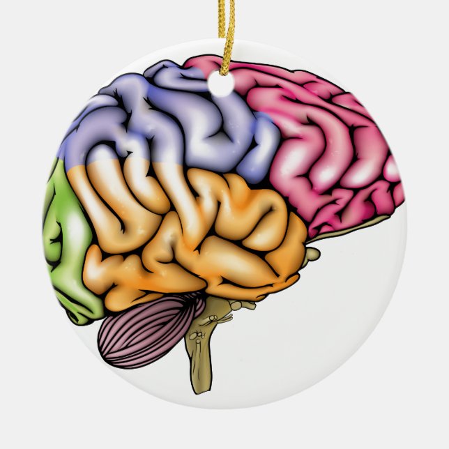 Human brain anatomy sectioned ceramic ornament (Front)