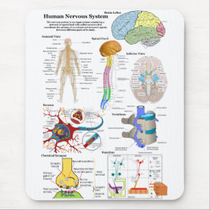 Human Brain and Central Nervous System Diagram Mouse Pad
