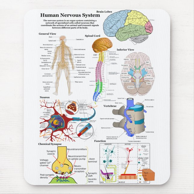 Human Brain and Central Nervous System Diagram Mouse Pad (Front)