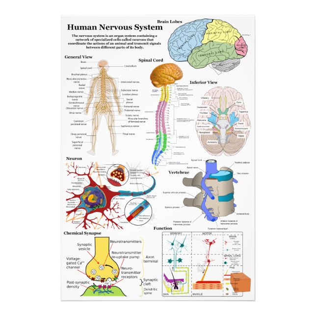 Human Brain and Central Nervous System Diagram Photo Print (Front)