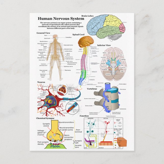 Human Brain and Central Nervous System Diagram Postcard (Front)