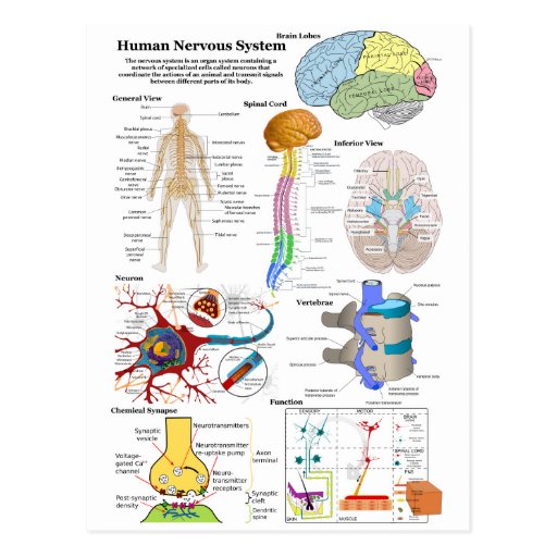 Human Brain and Central Nervous System Diagram Postcard ...