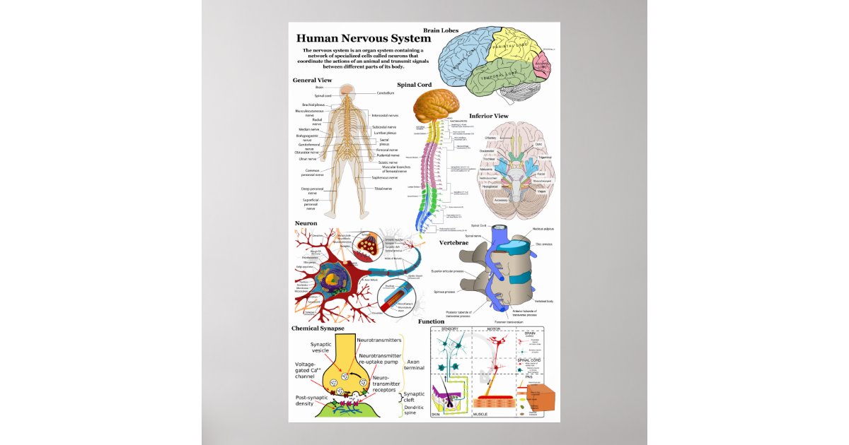 Human Brain and Central Nervous System Diagram Poster | Zazzle