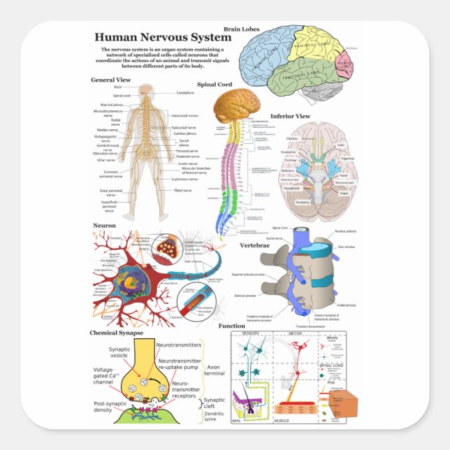 Human Brain and Central Nervous System Diagram Square Sticker (Front)
