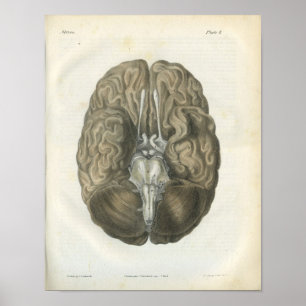 Human Brain Cranial Nerves Anatomy Print